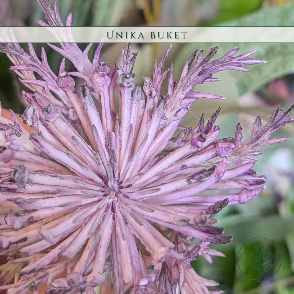Unika 26.106: Skyggebrise