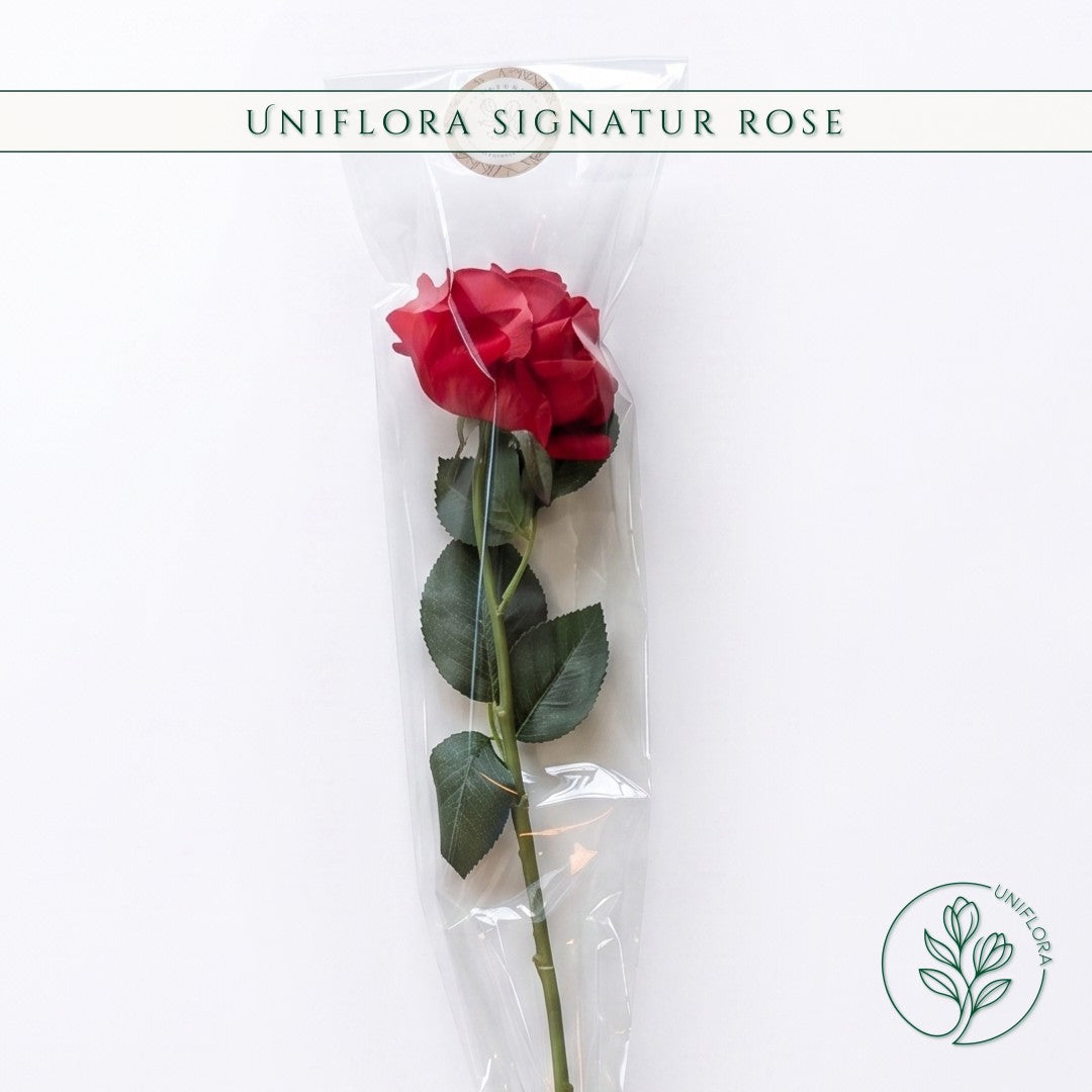 Uniflora Signatur Rose