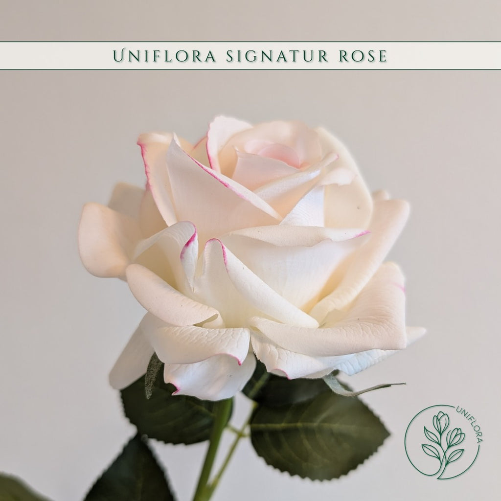 Uniflora Signatur Rose