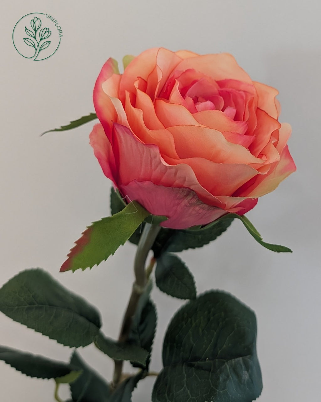 Solo Orange Rose