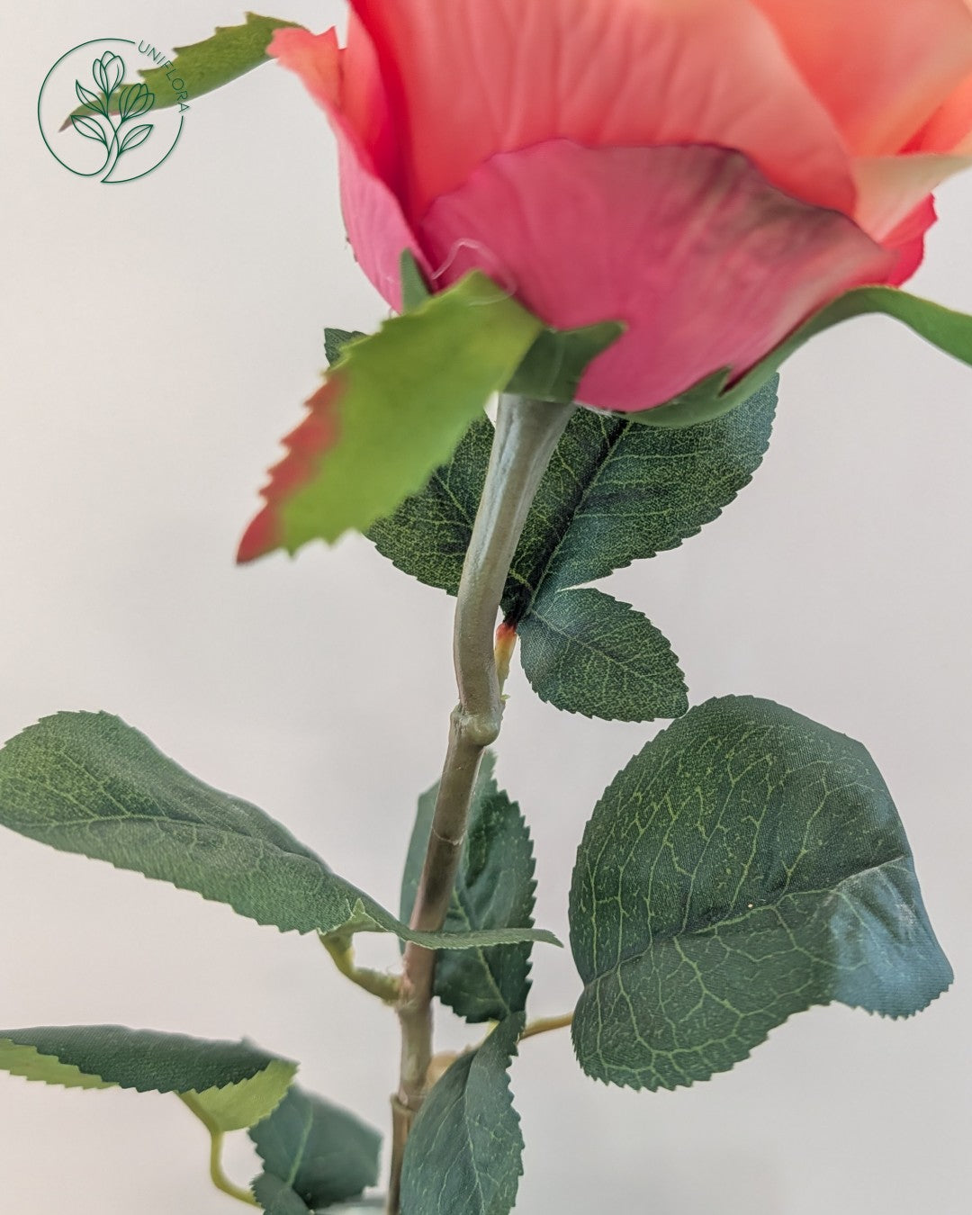Solo Orange Rose
