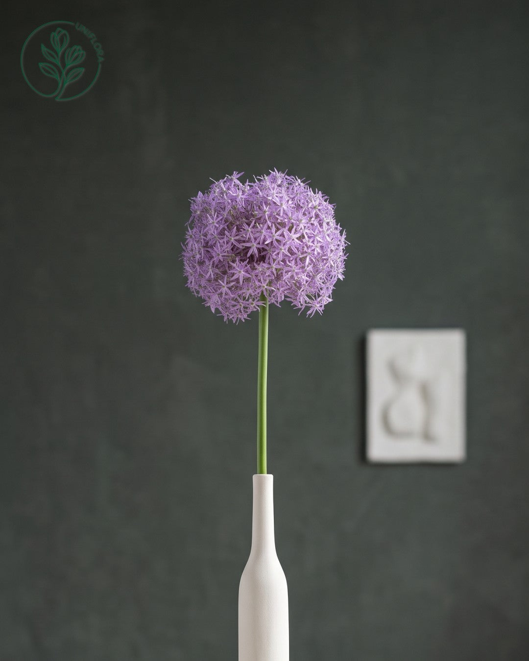 Solo Lilla Allium