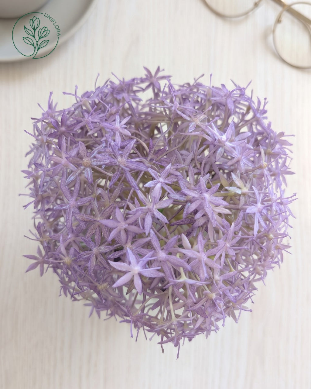 Solo Lilla Allium