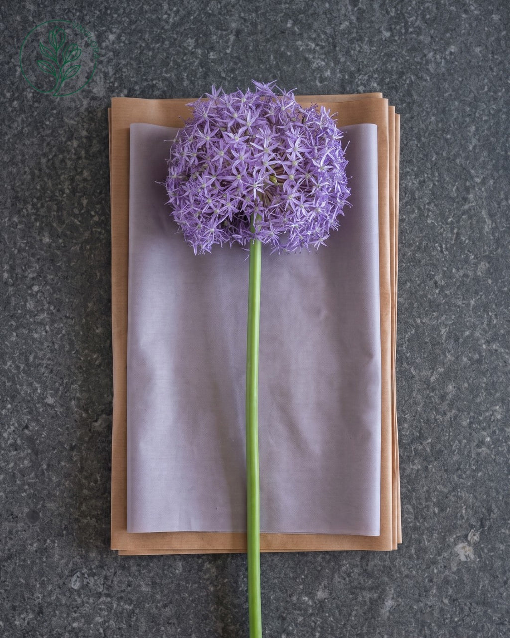 Solo Lilla Allium