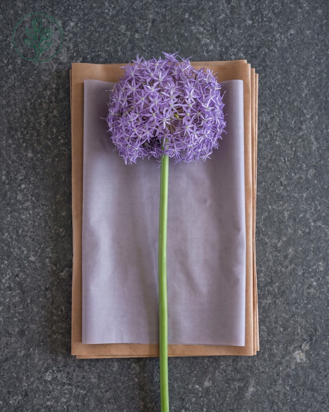 Solo Lilla Allium
