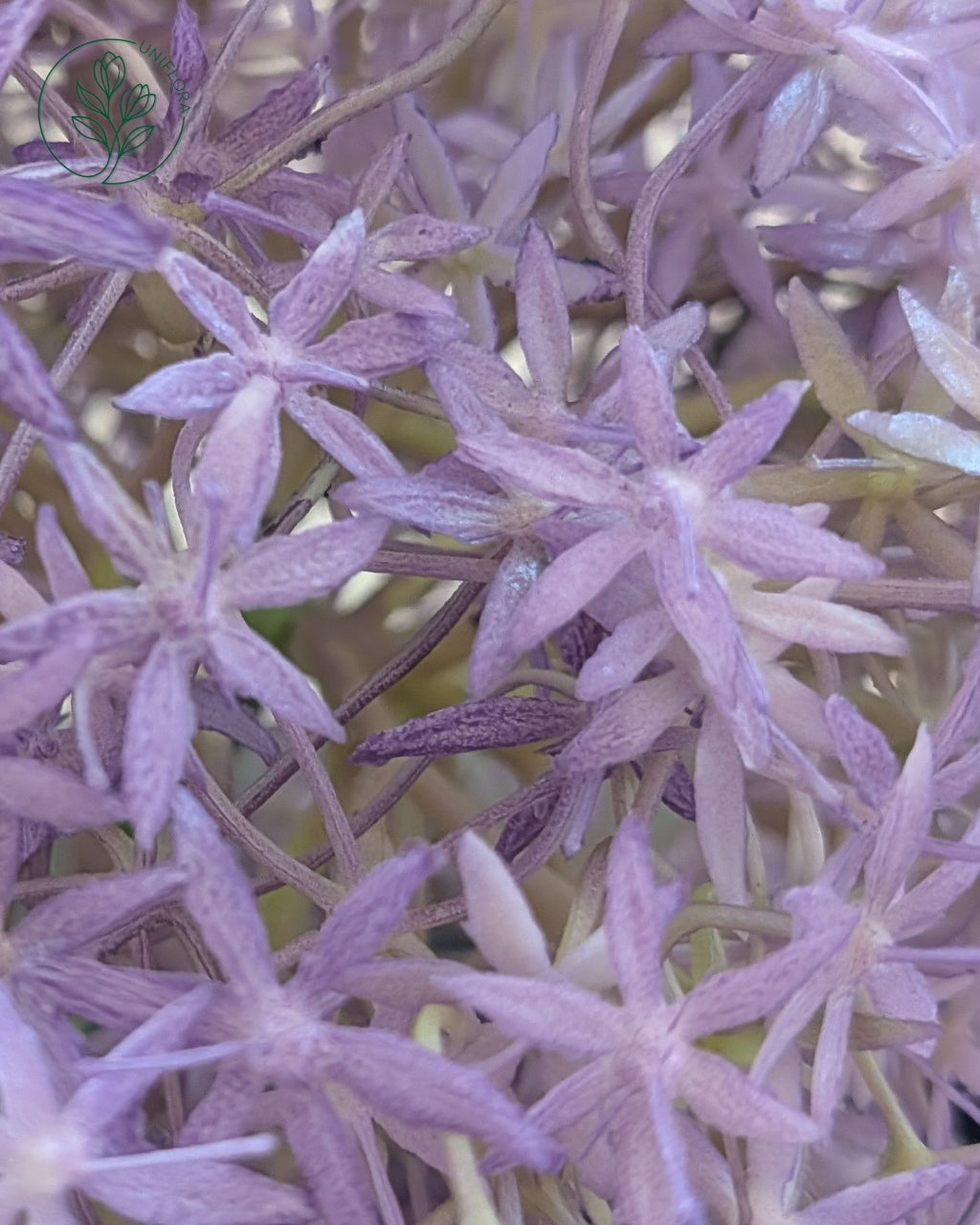 Solo Lilla Allium