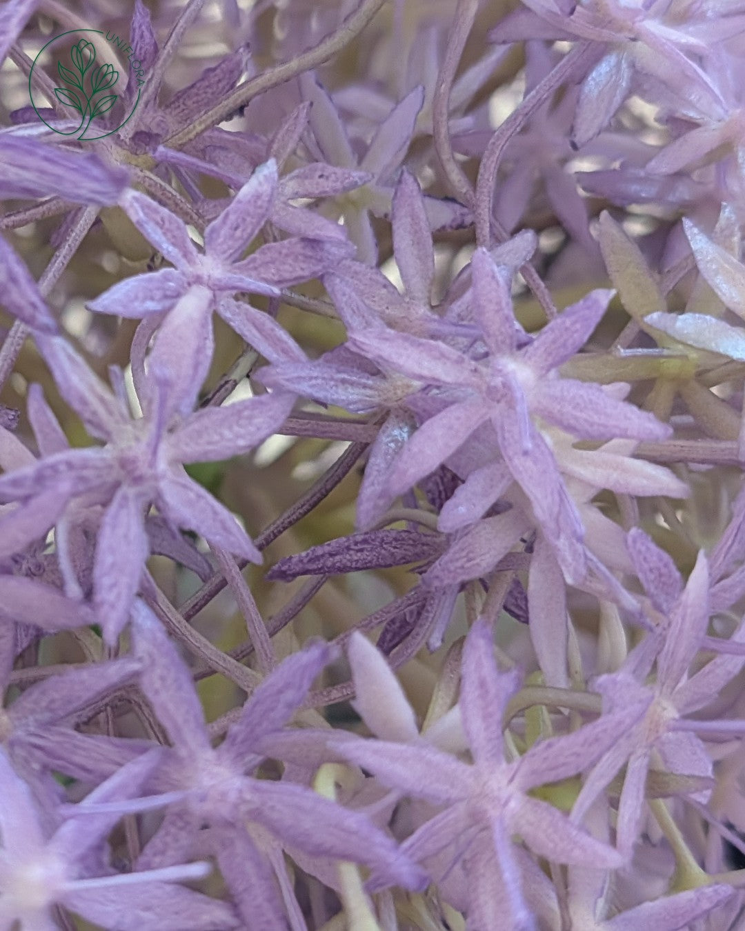 Solo Lilla Allium