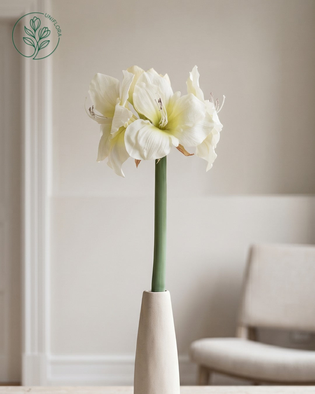 Solo Hvid Amaryllis