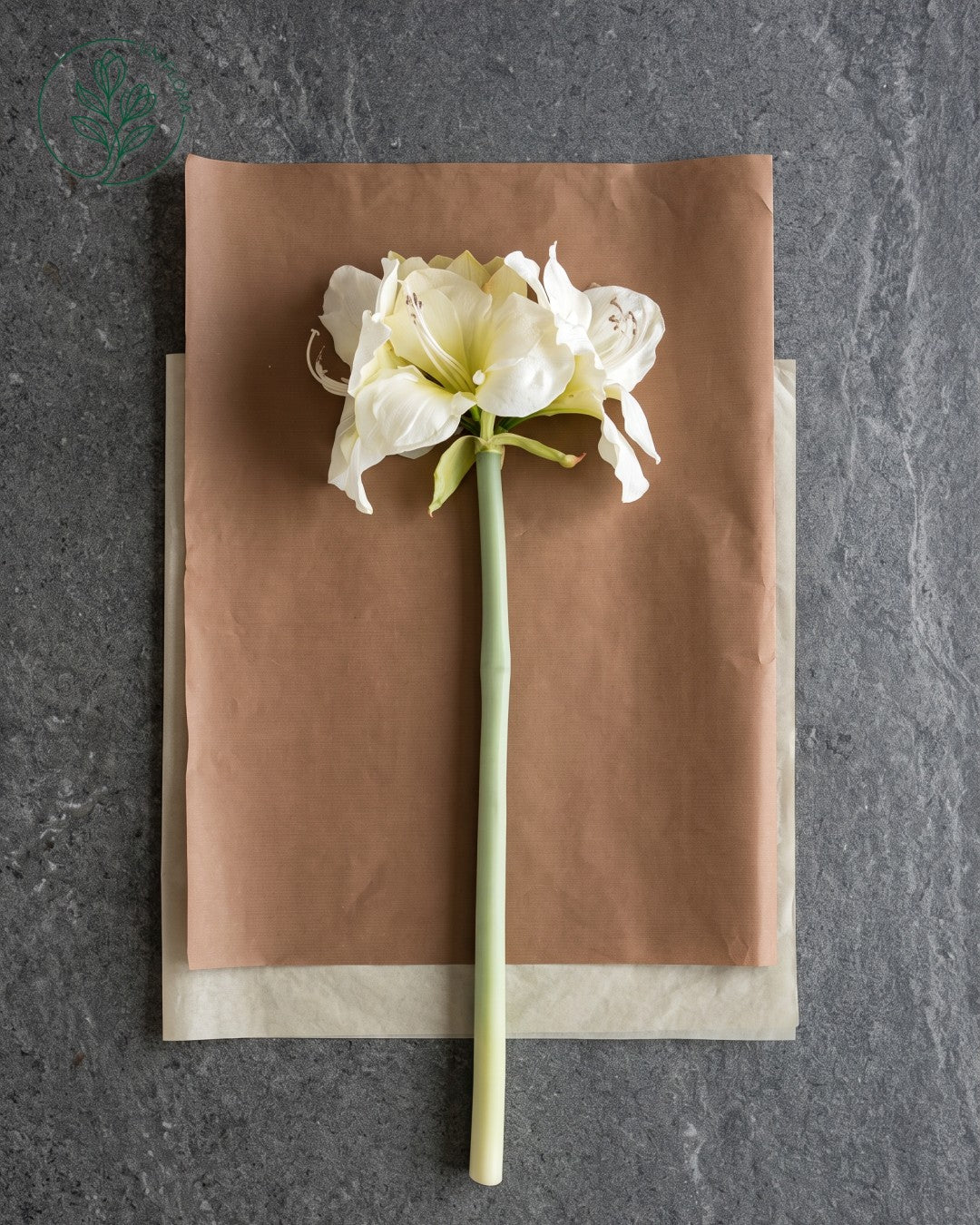 Solo Hvid Amaryllis