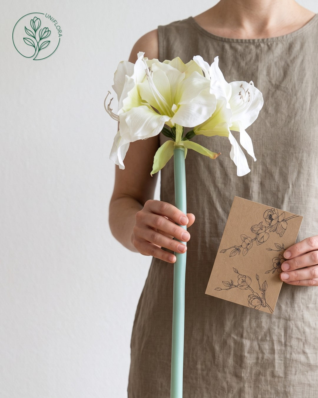 Solo Hvid Amaryllis