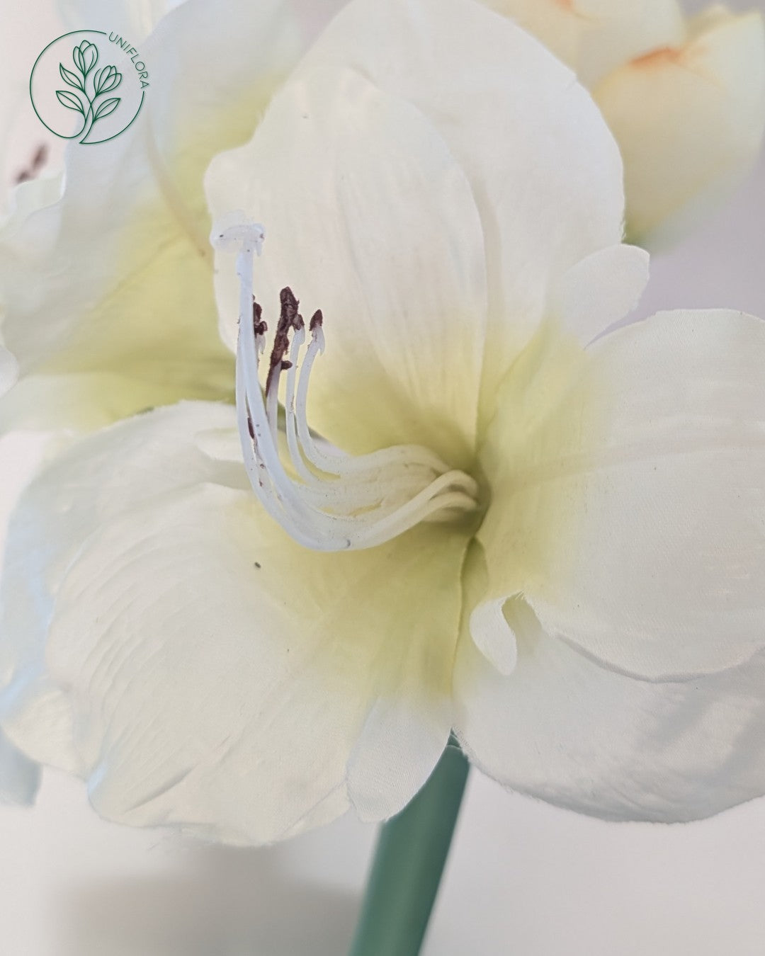 Solo Hvid Amaryllis
