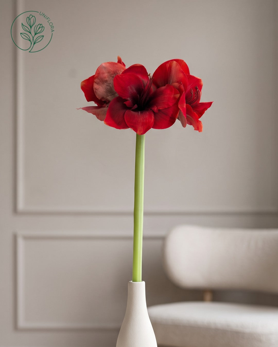 Solo Rød Amaryllis