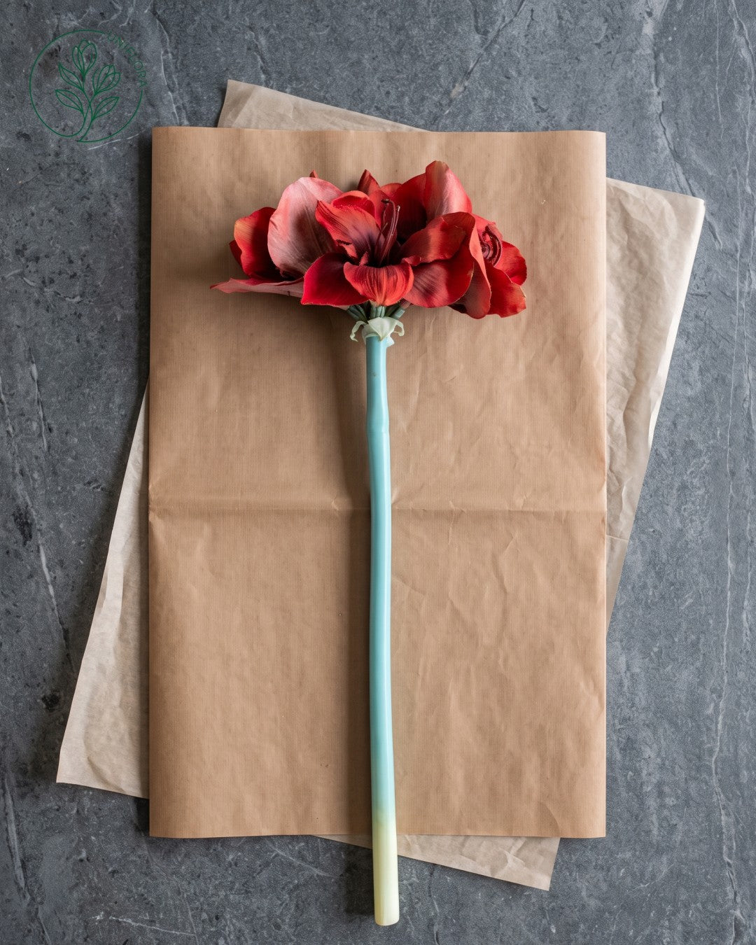 Solo Rød Amaryllis