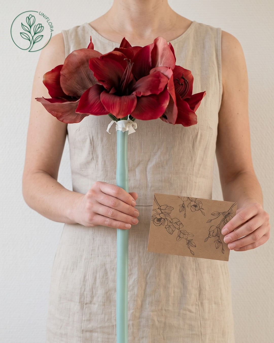 Solo Rød Amaryllis