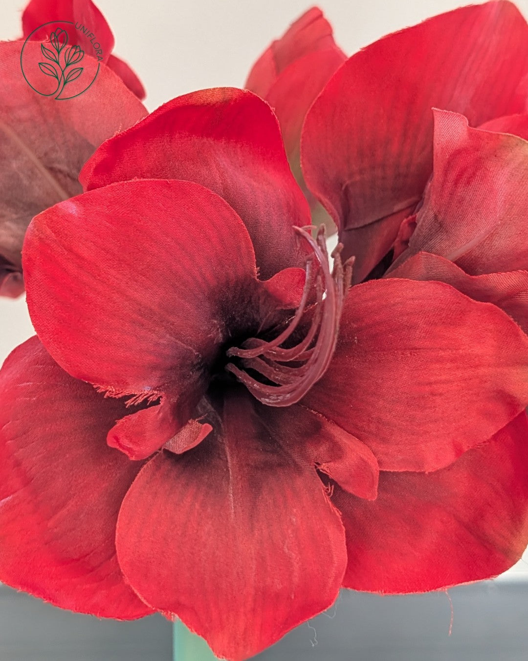 Solo Rød Amaryllis