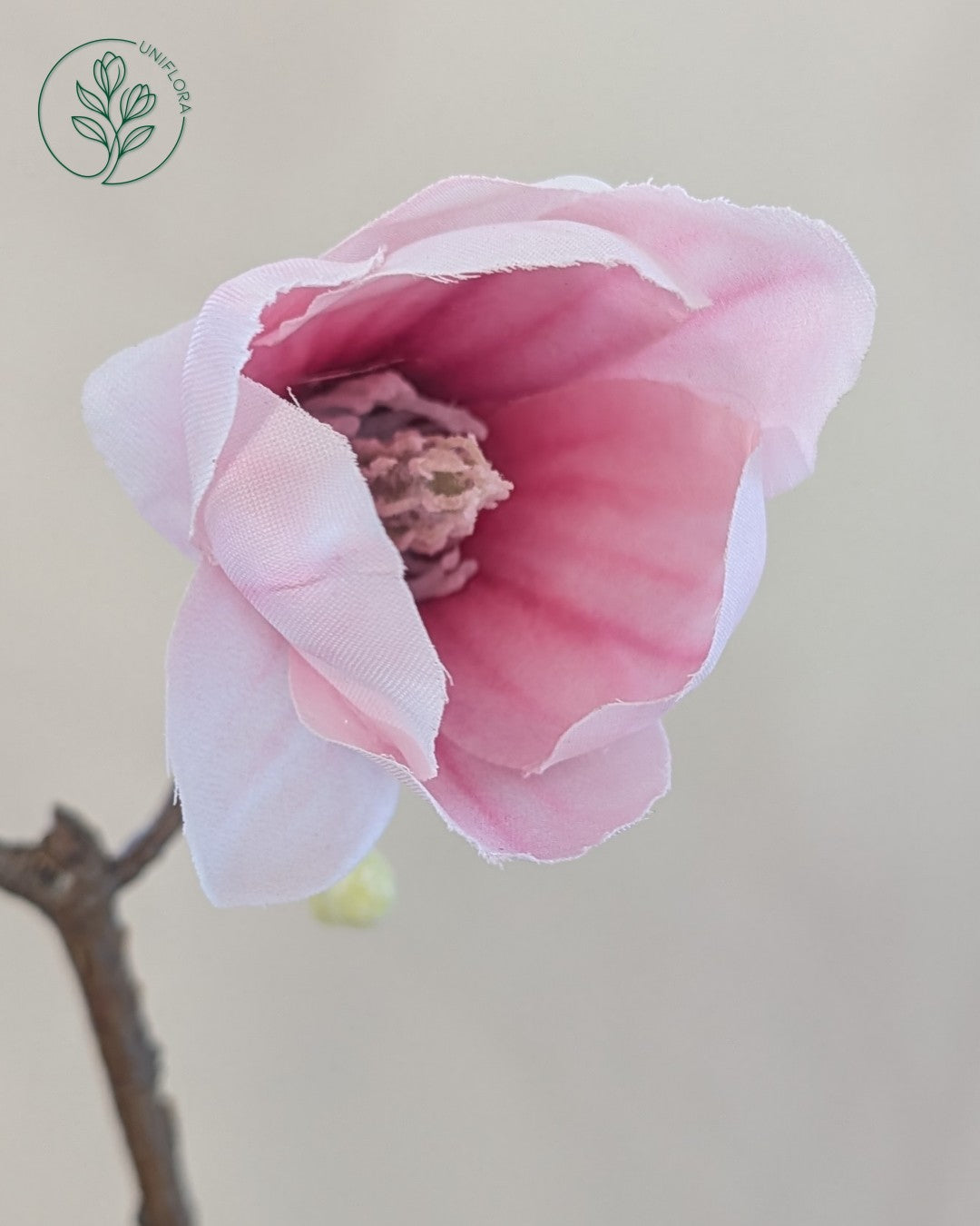 Solo Rosa Magnolia