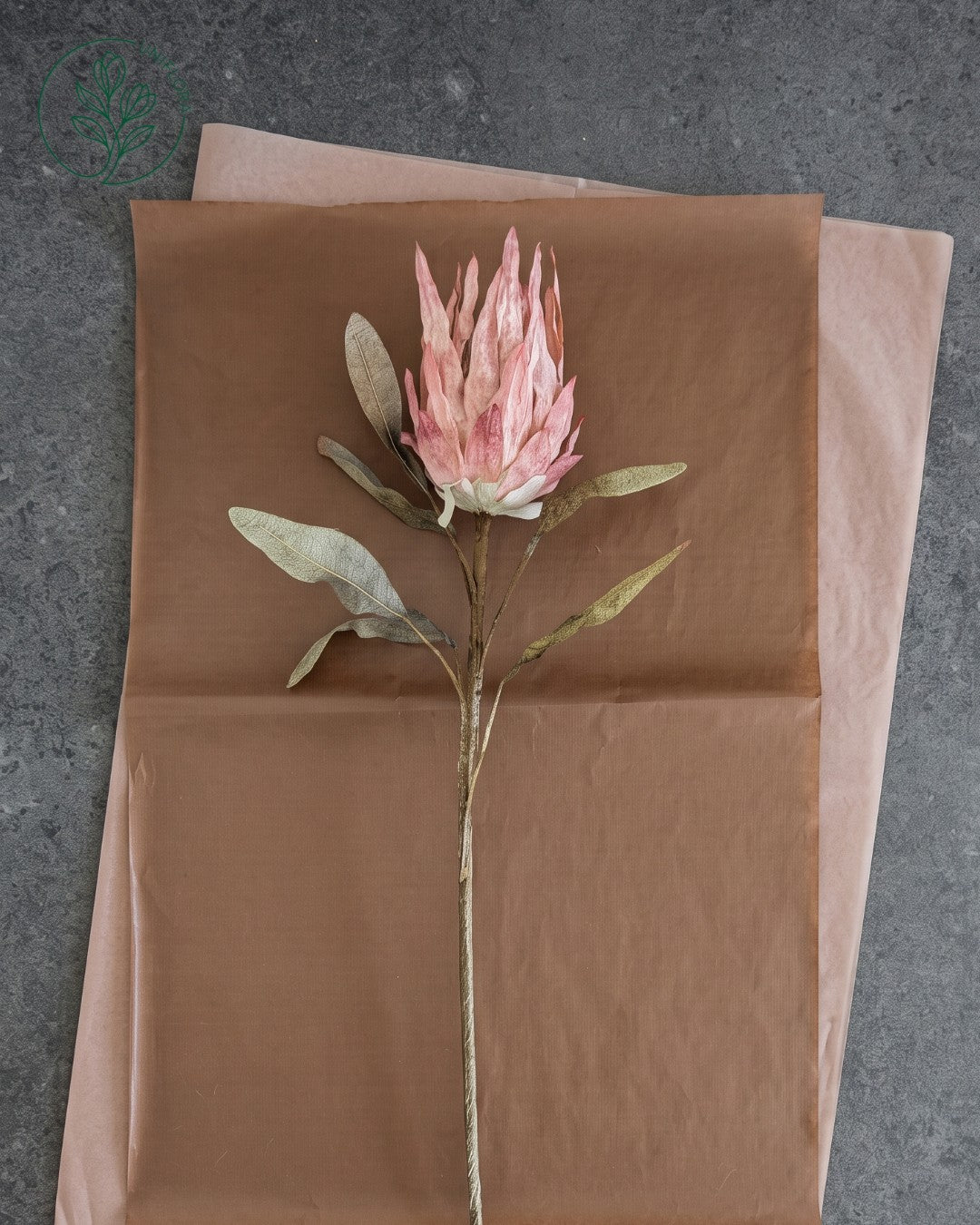 Solo Rosa Protea