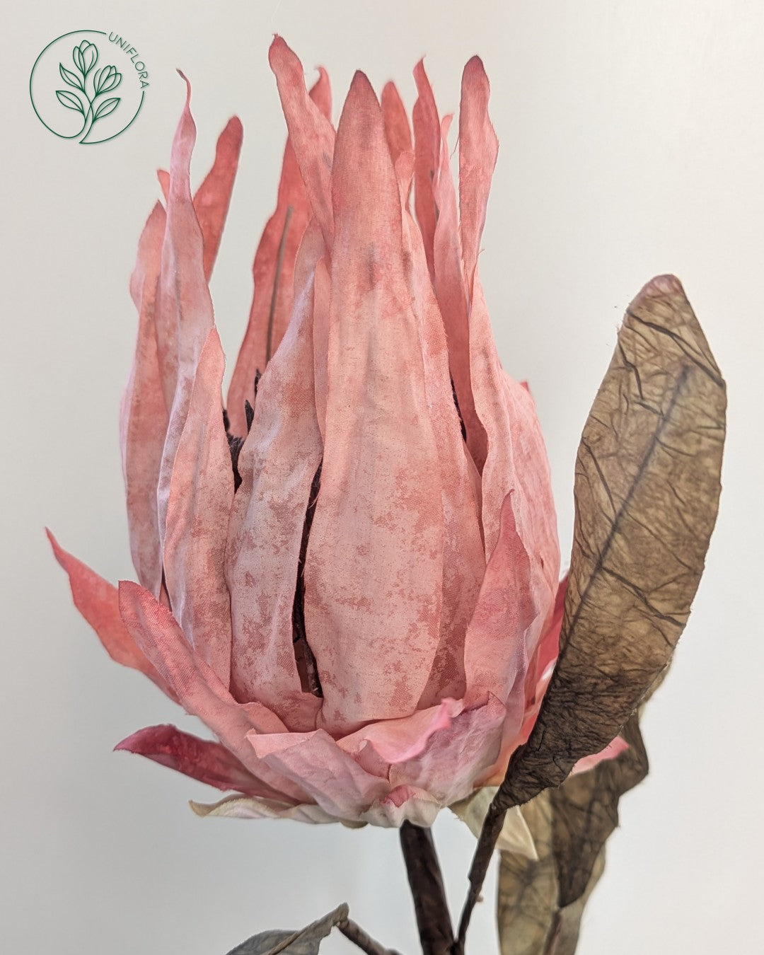 Solo Rosa Protea