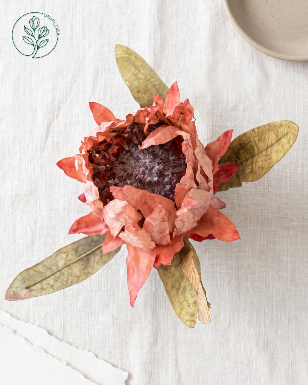 Solo Rosa Protea