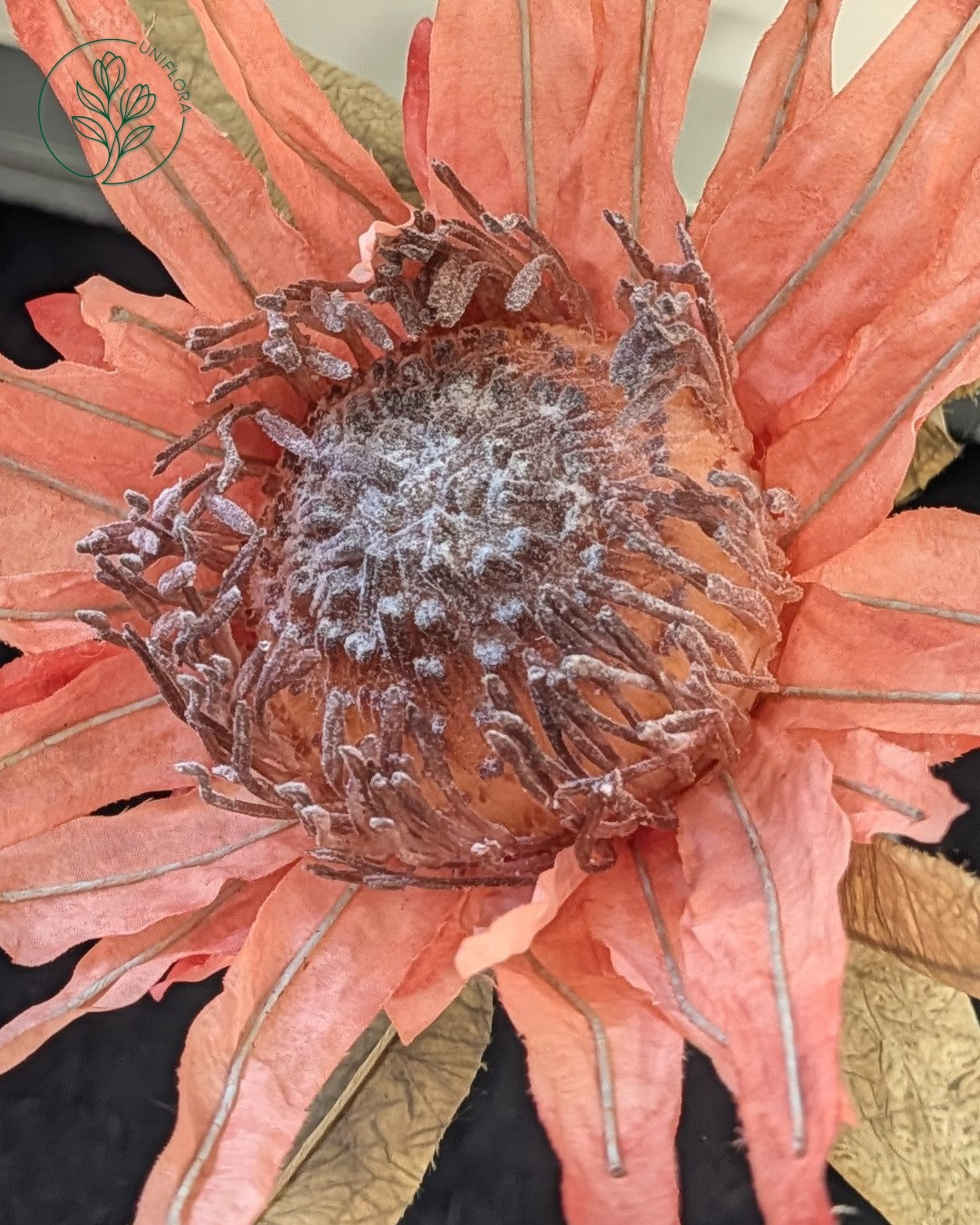 Solo Rosa Protea