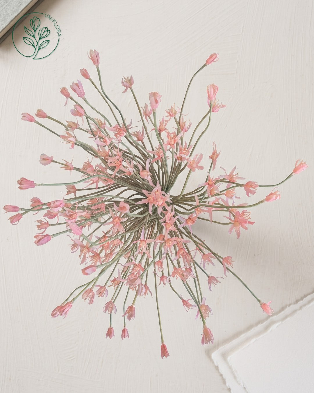 Solo Rosa Allium (stor)