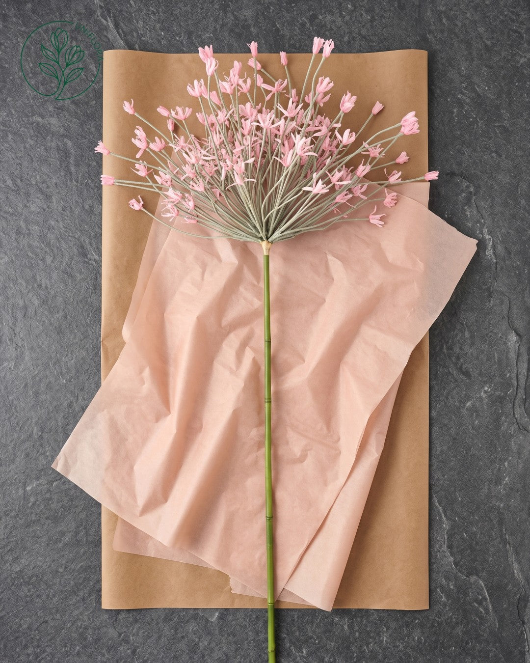 Solo Rosa Allium (stor)