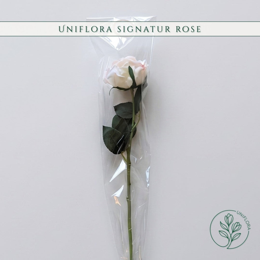 Uniflora Signatur Rose i hvid med lyserødt skær, pakket ind i klar cellofan som en elegant evighedsblomst.