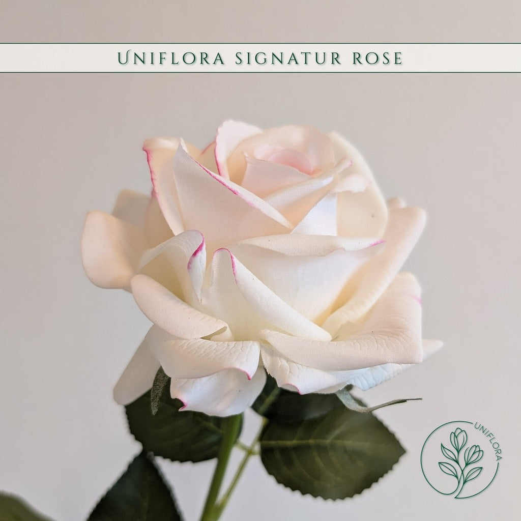 Uniflora Signatur Rose i hvid med fine lyserøde kanter, en naturtro evighedsblomst med bløde kronblade.